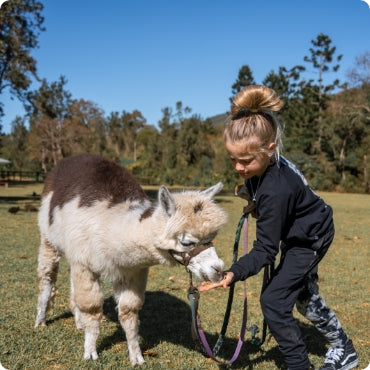 Hot Air Balloon with Breakfast with Alpacas