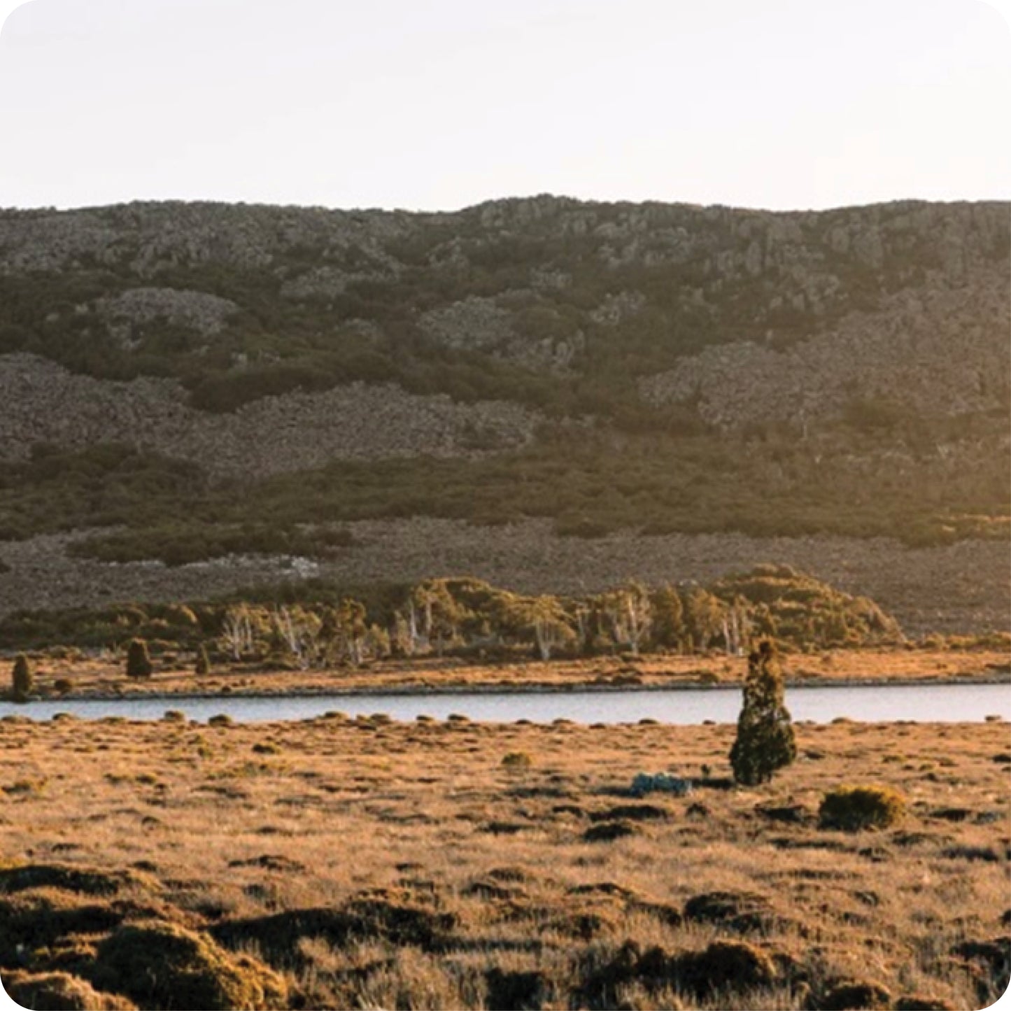 Blanket - Waverley Mills Throw